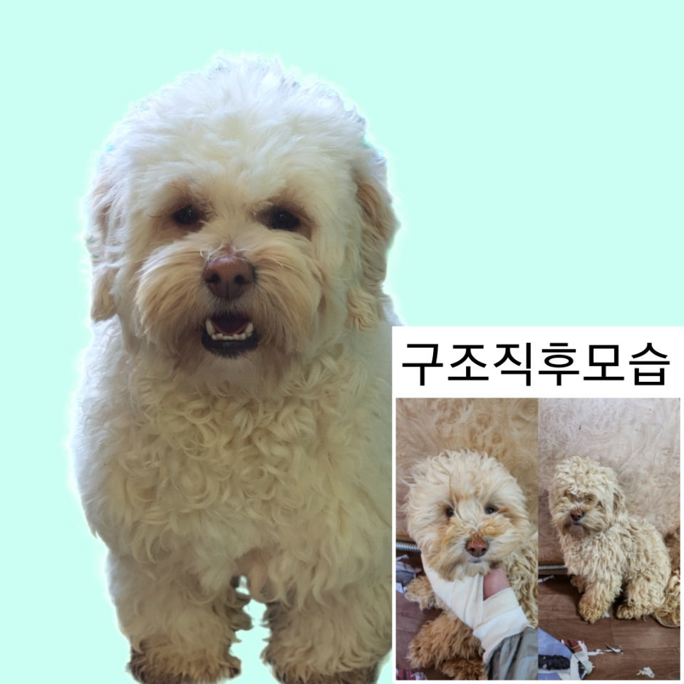 예산임시동물보호센터_444461202500019